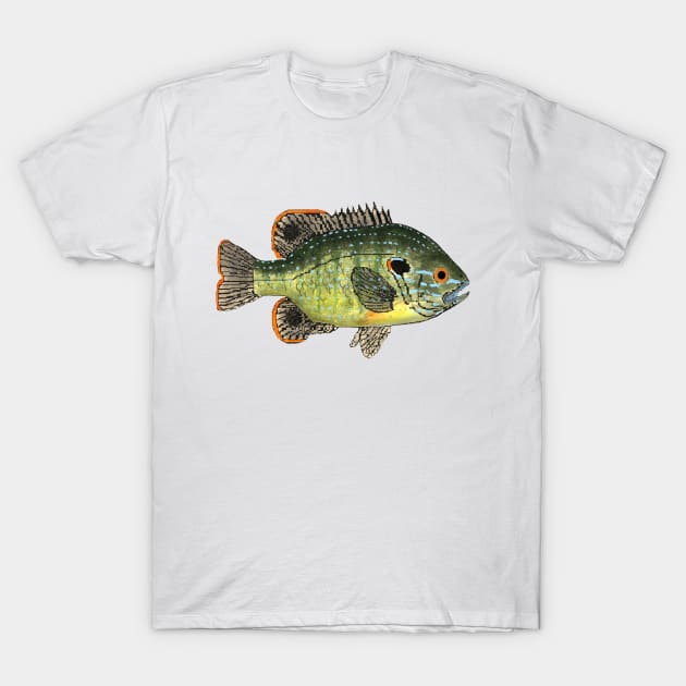 Green Sunfish T-Shirt by FishFolkArt